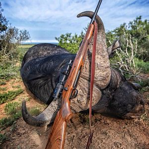 Cape Buffalo Hunt South Africa