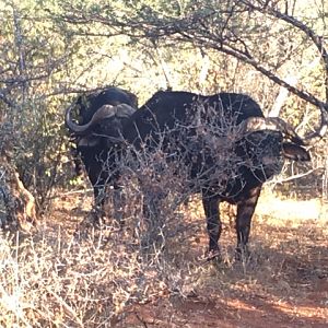 Cape Buffalo South Africa