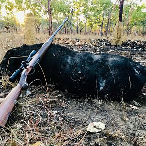 Hunting Boar in Australia