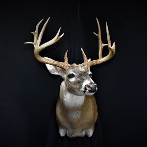 South Texas White-tailed Deer Shoulder Mount Taxidermy