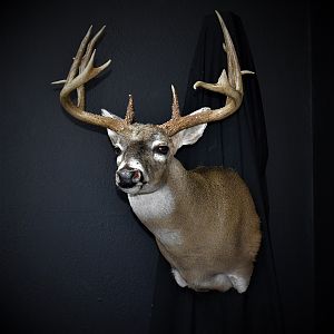 South Texas White-tailed Deer Shoulder Mount Taxidermy