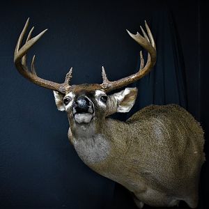 South Texas White-tailed Deer Shoulder Mount Taxidermy