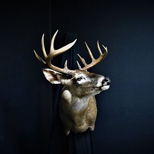 South Texas White-tailed Deer Shoulder Mount Taxidermy