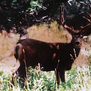 White-tailed Deer USA