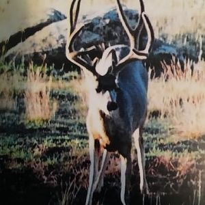 Mule Deer USA