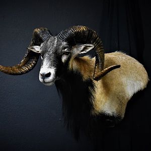 Corsican Sheep Shoulder Mount Taxidermy