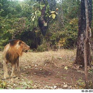 Lion Trail Cam Pictures Zambia