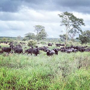 Herd of Cape Buffalo in Mozambique