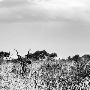 Kudu Mozambique