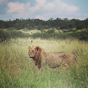 Young Mozambique Lions