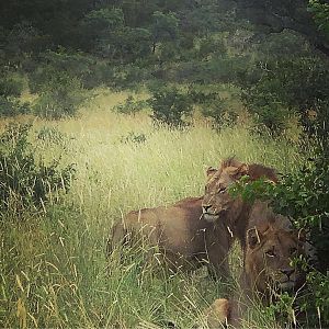 Young Mozambique Lions