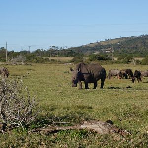 Blue Wildebeest & White Rhino Port Elizabeth South Africa