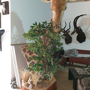 Giraffe Shoulder Mount Taxidermy