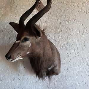 Nyala Shoulder Mount Taxidermy