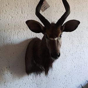 Nyala Shoulder Mount Taxidermy