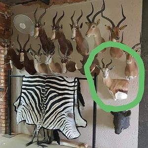 Shoulder Mounts Taxidermy