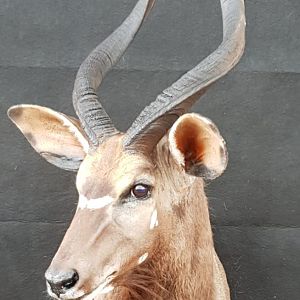 Nyala Shoulder Mount Taxidermy