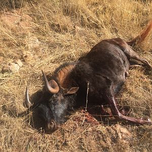 Hunt Black Wildebeest in South Africa