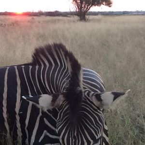 Burchell's Plain Zebra Hunt South Africa