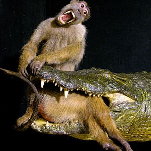 Baboon & 13.4 Foot Crocodile Full Mount Taxidermy