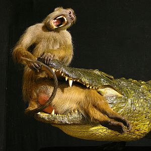 Baboon & 13.4 Foot Crocodile Full Mount Taxidermy