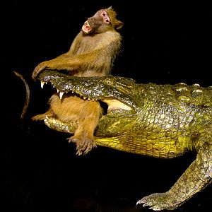 Baboon & 13.4 Foot Crocodile Full Mount Taxidermy