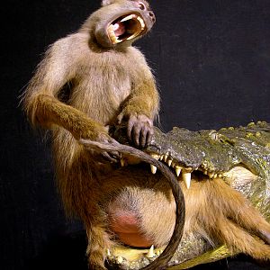 Baboon & 13.4 Foot Crocodile Full Mount Taxidermy