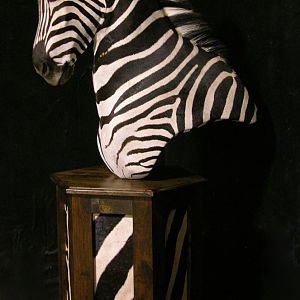 Burchell's Plain Zebra Shoulder Mount Pedestal Taxidermy