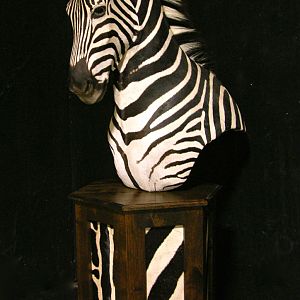 Burchell's Plain Zebra Shoulder Mount Pedestal Taxidermy