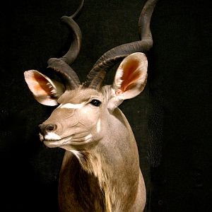 Kudu Shoulder Mount Taxidermy