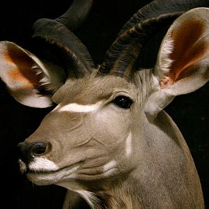 Kudu Shoulder Mount Taxidermy