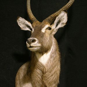 Waterbuck Shoulder Mount Taxidermy