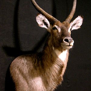 Waterbuck Shoulder Mount Taxidermy