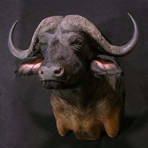 Cape Buffalo Shoulder Mount Taxidermy