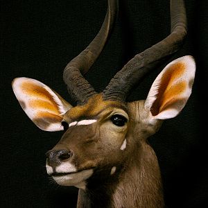 Nyala Shoulder Mount Taxidermy