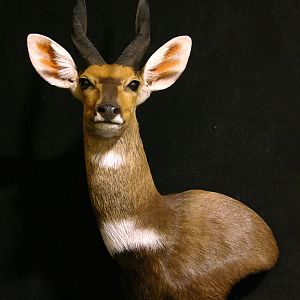 Bushbuck Shoulder Mount Taxidermy