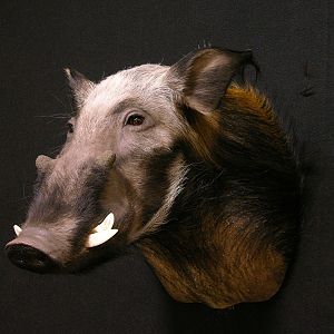 Bushpig Shoulder Mount Taxidermy