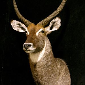 Waterbuck Shoulder Mount Taxidermy