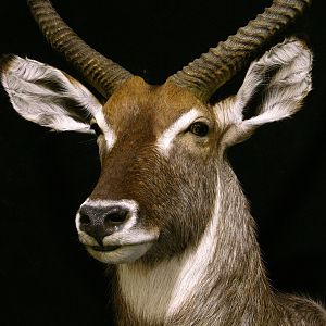 Waterbuck Shoulder Mount Taxidermy