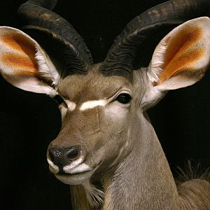 Kudu Shoulder Mount Taxidermy