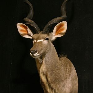 Kudu Shoulder Mount Taxidermy