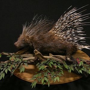 African Porcupine Full Mount Taxidermy