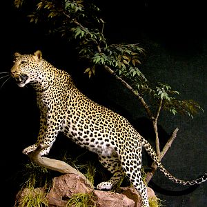 Leopard Full Mount Taxidermy