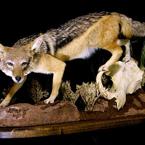 Jackal Full Mount Taxidermy