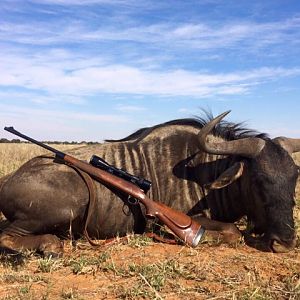 South Africa Hunting Blue Wildebeest