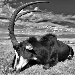 South Africa Hunt Sable Antelope