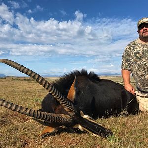 Sable Antelope Hunt South Africa