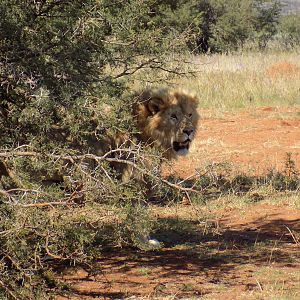 Lion in South Africa