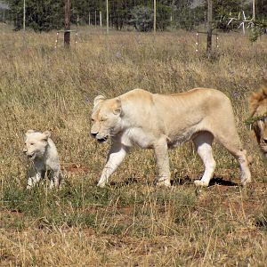 Lioness & Cub in South Africa