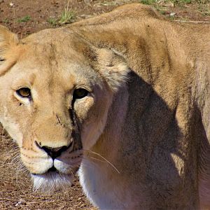 Lioness & Cub in South Africa